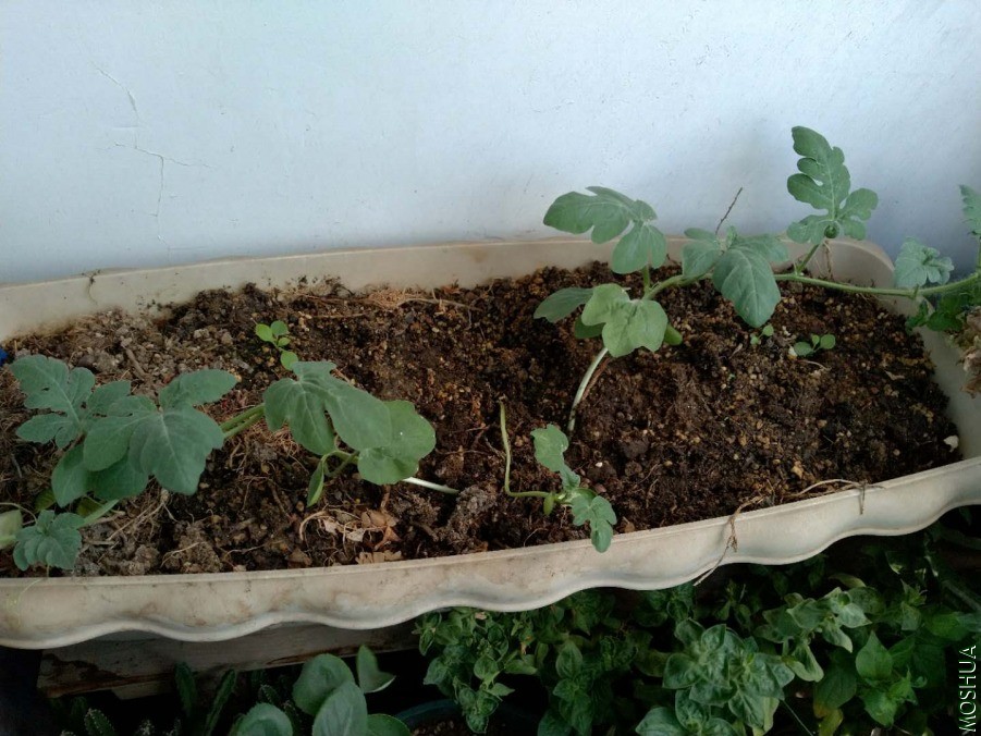 ΢��ͼƬ_20190630122459.jpg