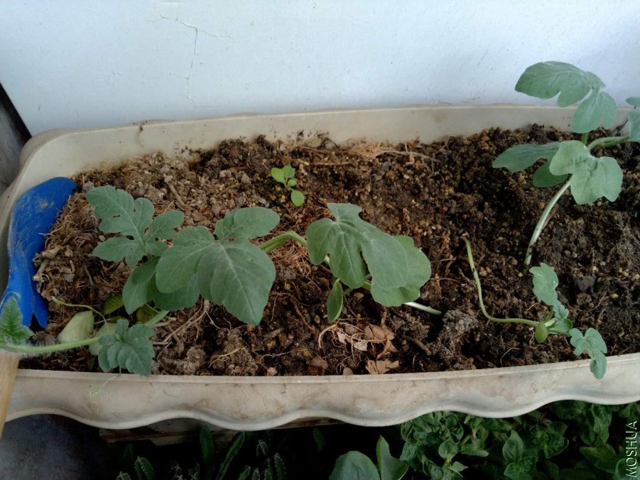 ΢��ͼƬ_20190630122508.jpg