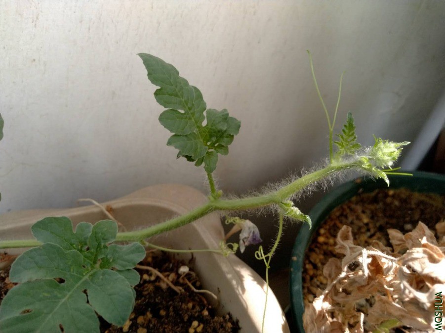 ΢��ͼƬ_20190630123109.jpg