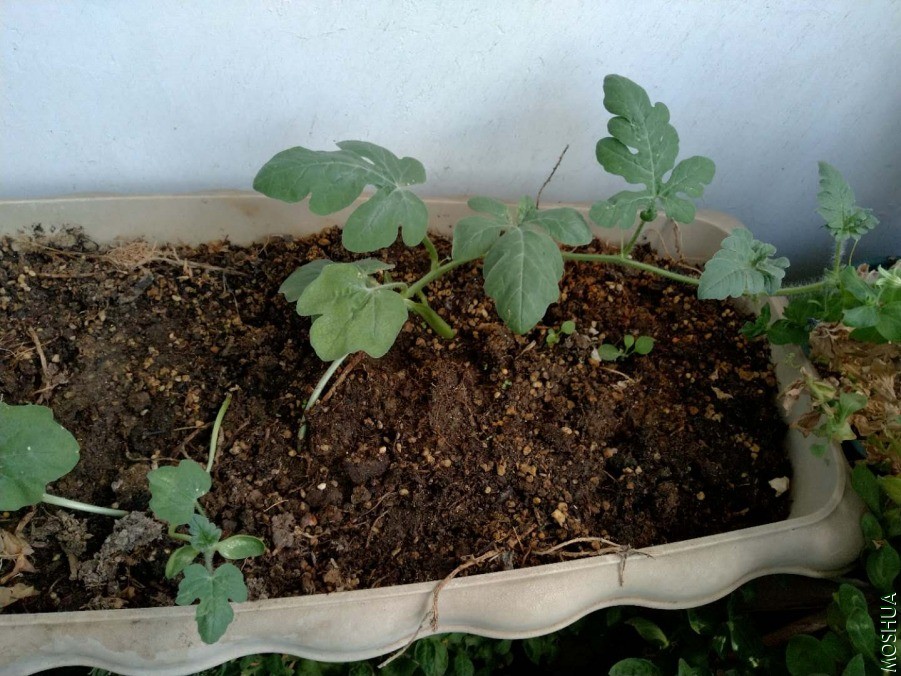 ΢��ͼƬ_20190630122513.jpg