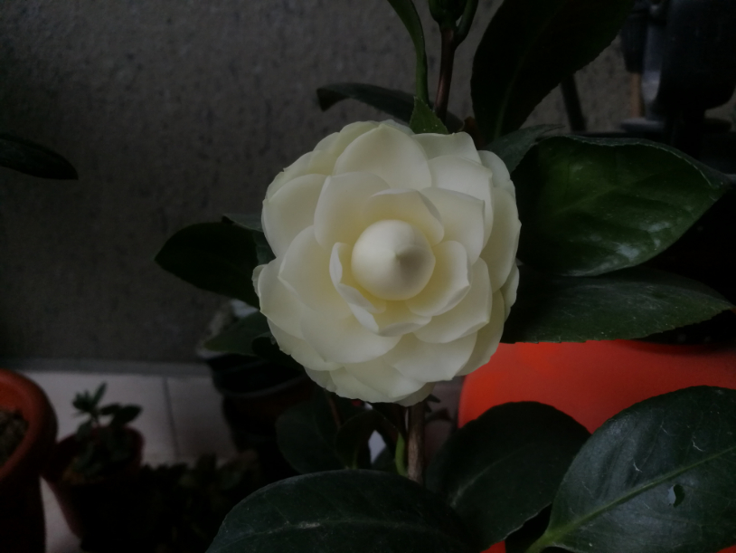 IMG_20190317_155430.jpg