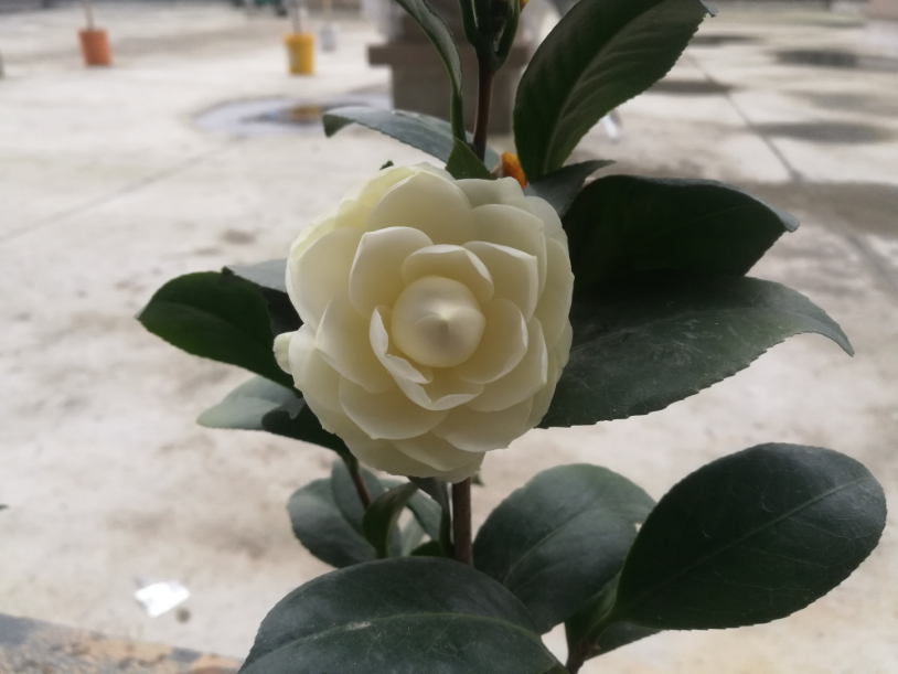 IMG_20190317_154816.jpg