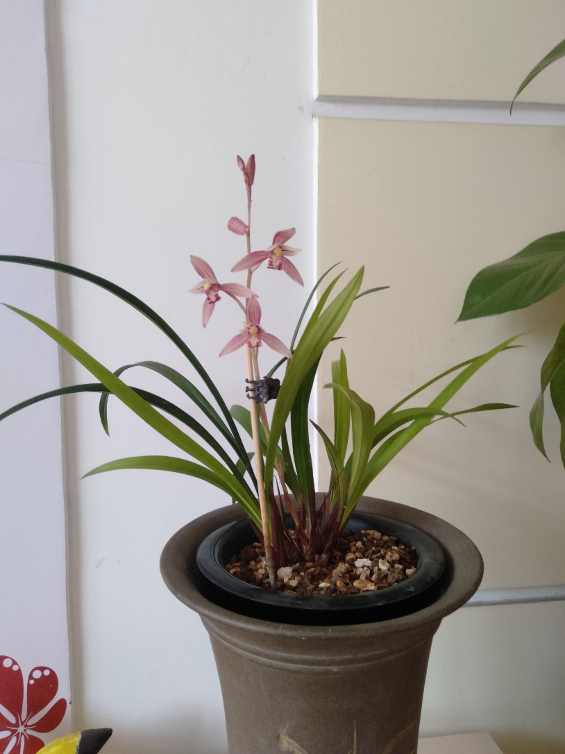 IMG20190703101146.jpg