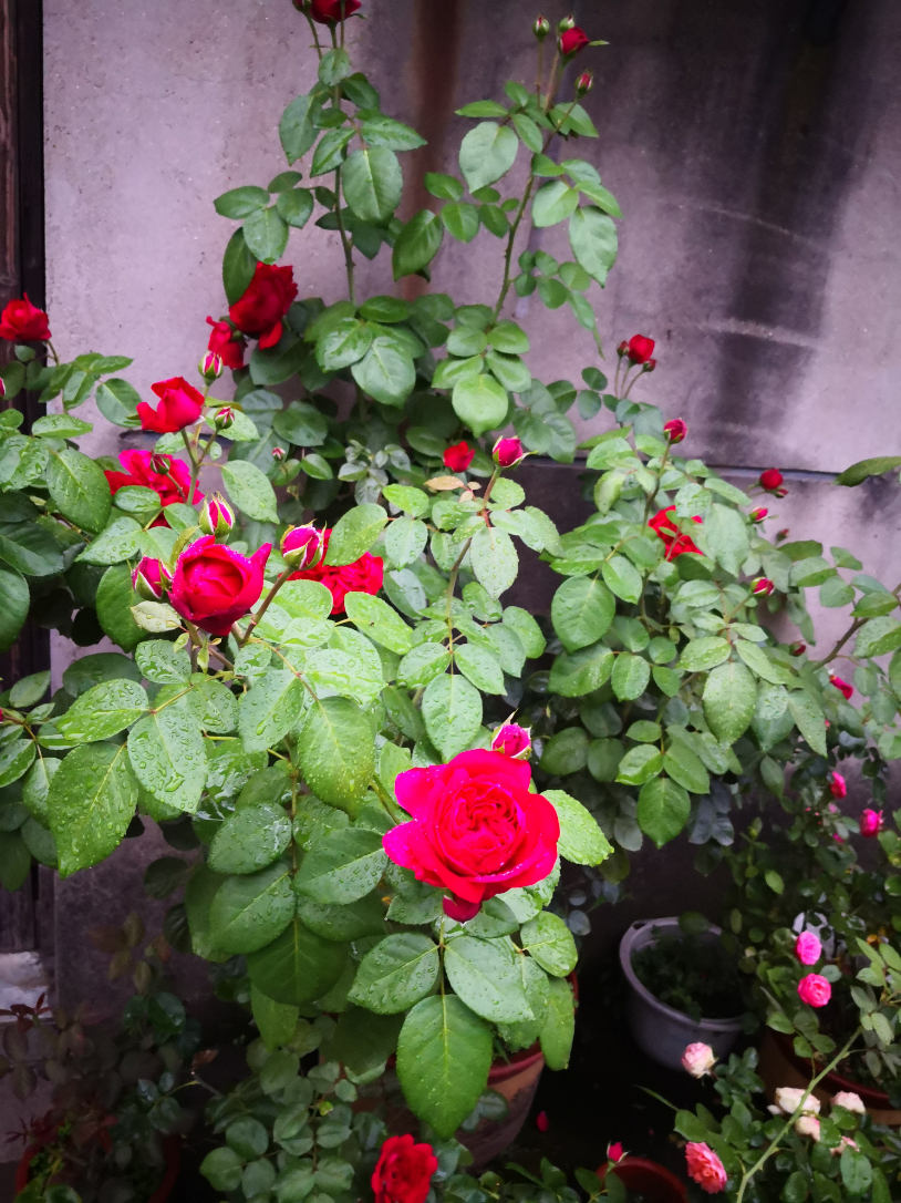 IMG_20190701_175436.jpg