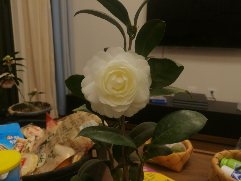 IMG_20190319_222950.jpg
