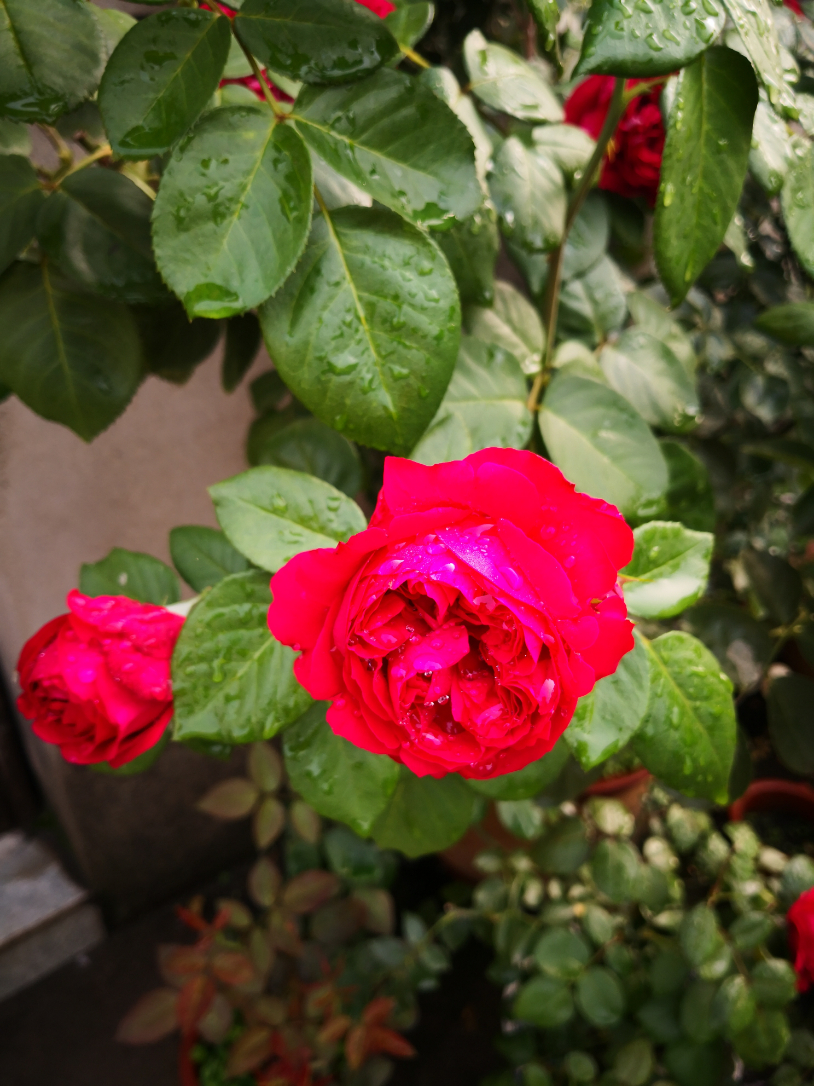 IMG_20190702_072559.jpg