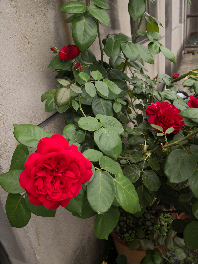 IMG_20190627_133650.jpg