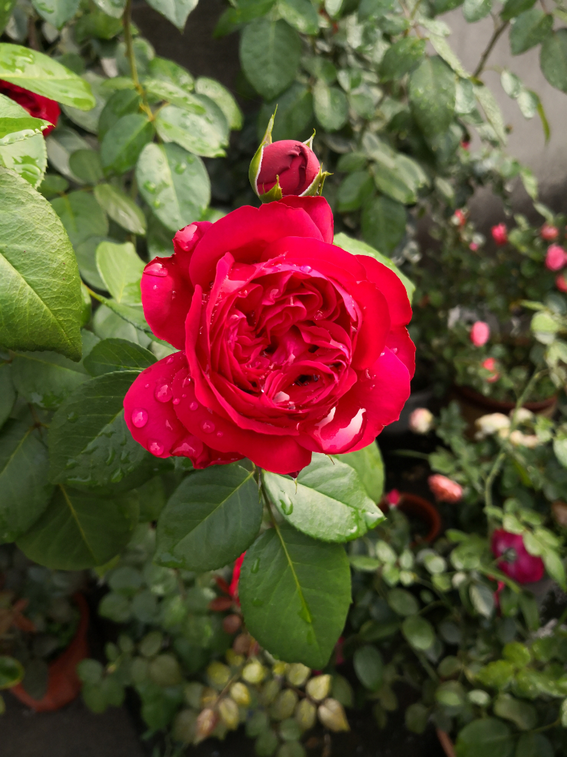 IMG_20190702_072555.jpg