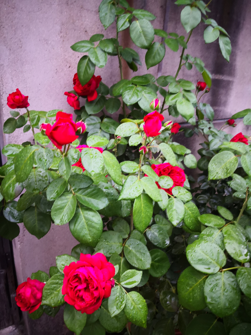 IMG_20190701_175432.jpg