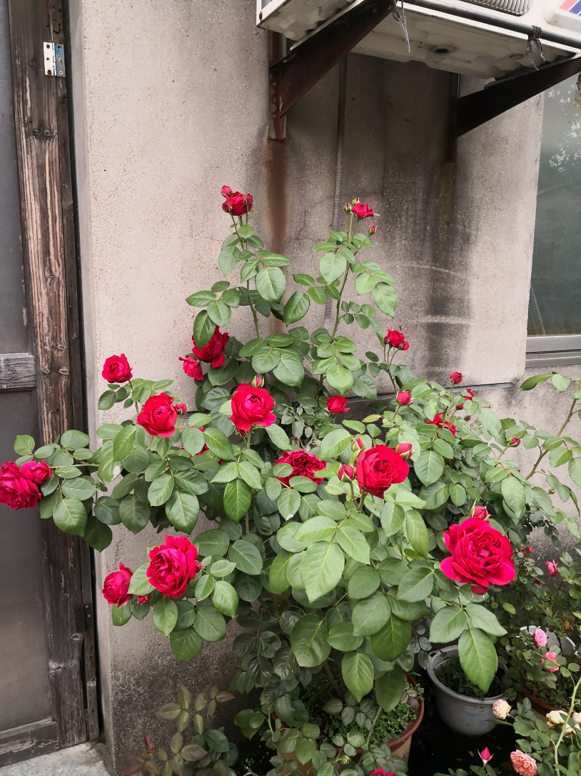 IMG_20190702_183644.jpg