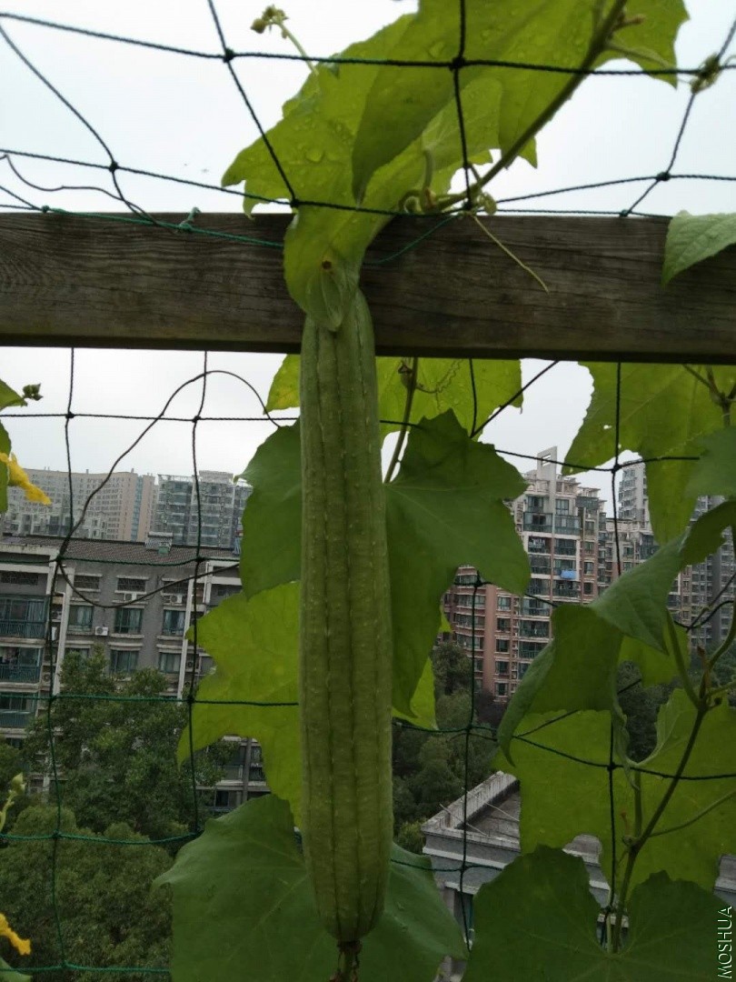 ΢��ͼƬ_20190704042313.jpg
