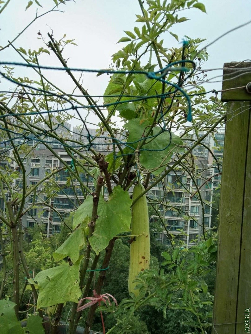 ΢��ͼƬ_20190704042327.jpg
