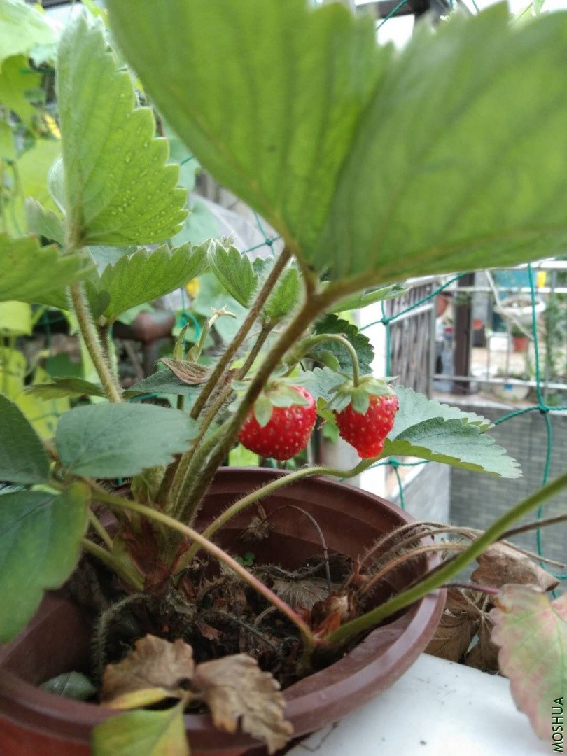 ΢��ͼƬ_20190704042253.jpg