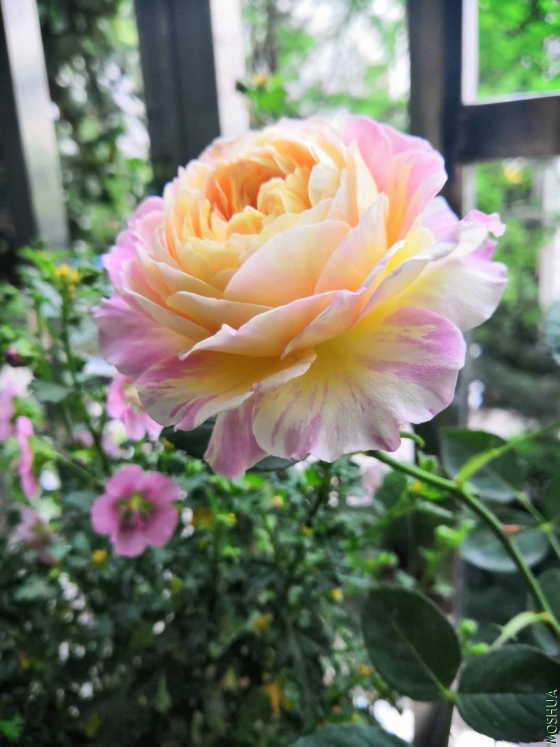 ΢��ͼƬ_20190704143520.jpg