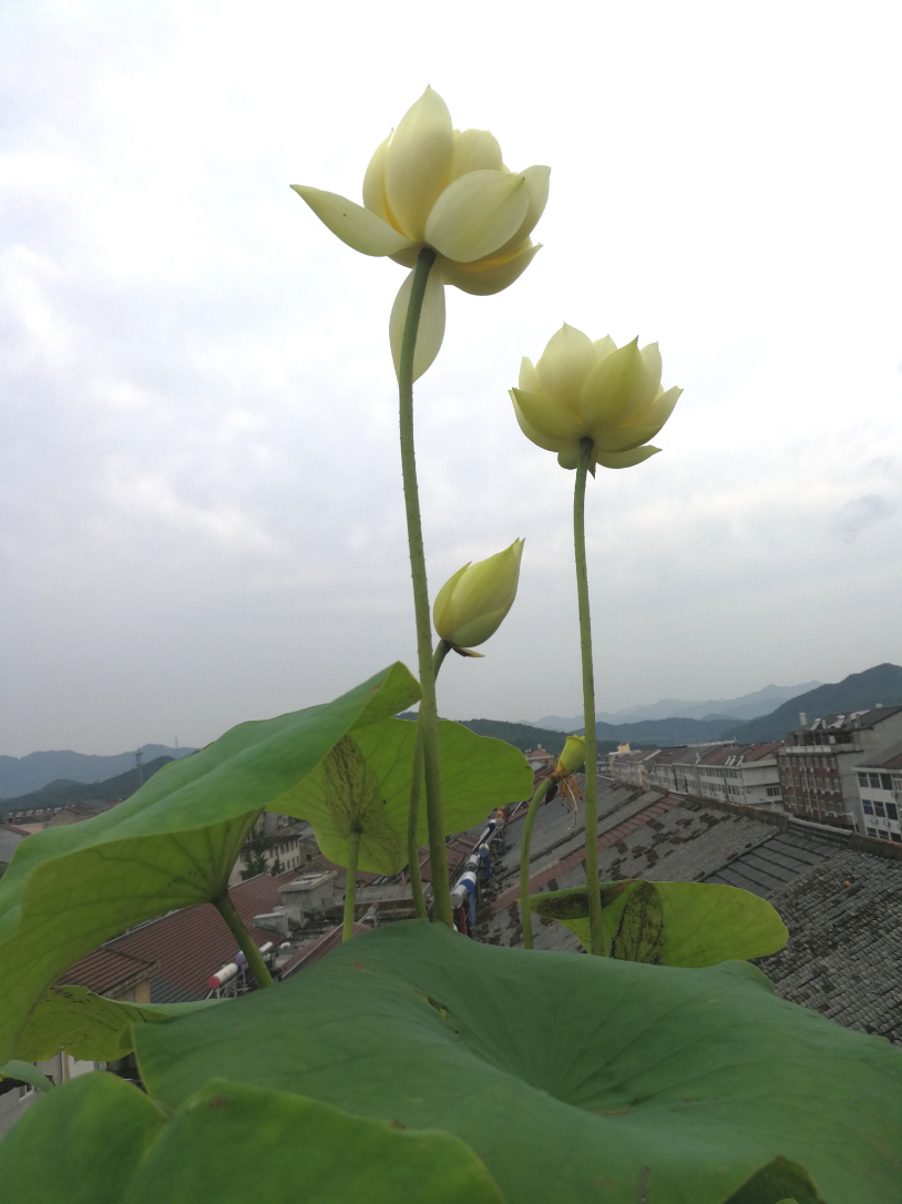 IMG_20190707_140328.jpg