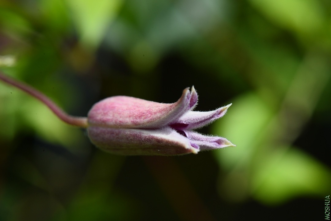 DSC_5130.JPG