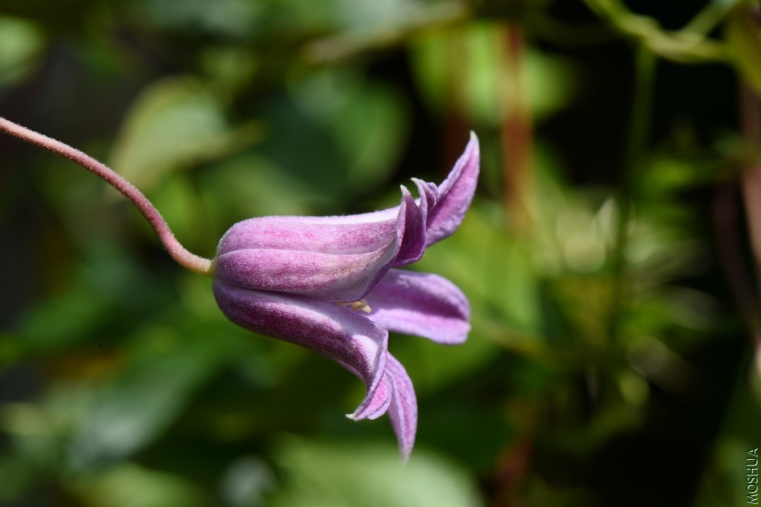 DSC_5118.JPG