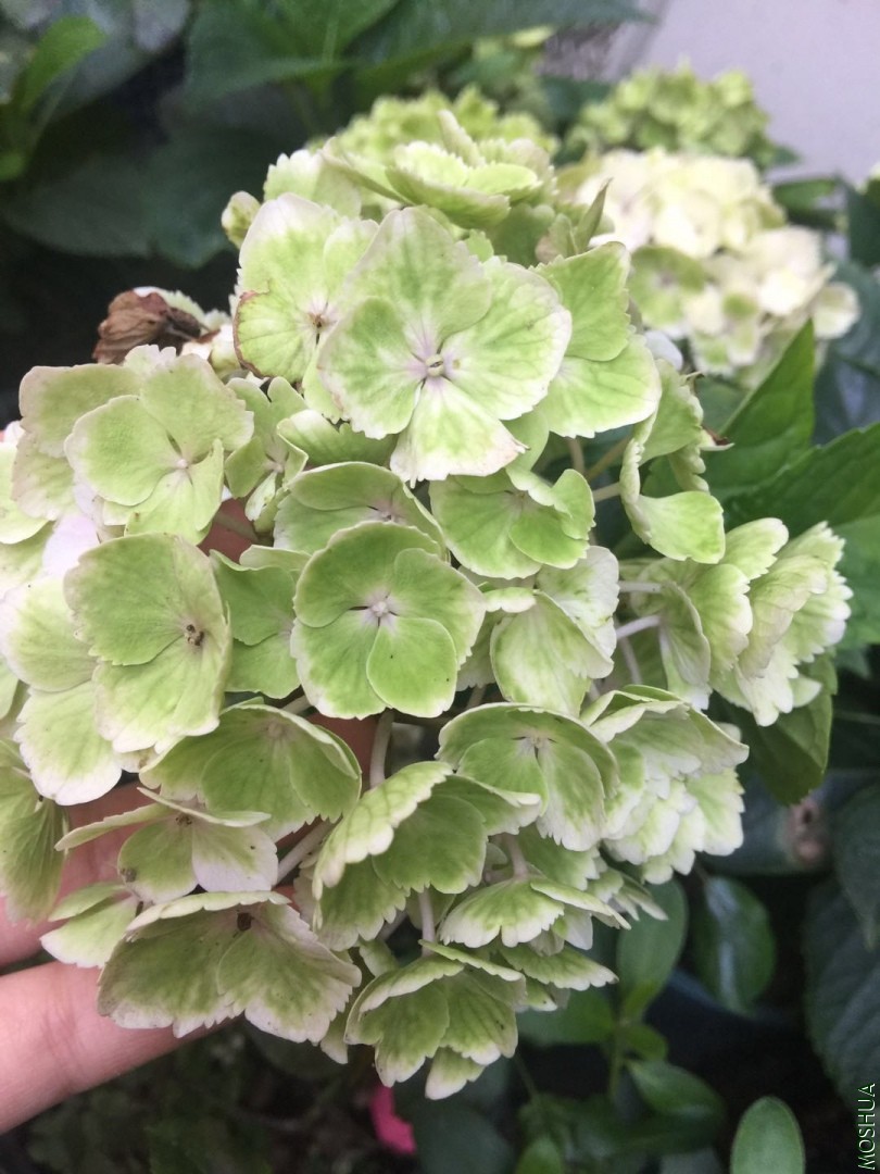 ΢��ͼƬ_20190708114130.jpg