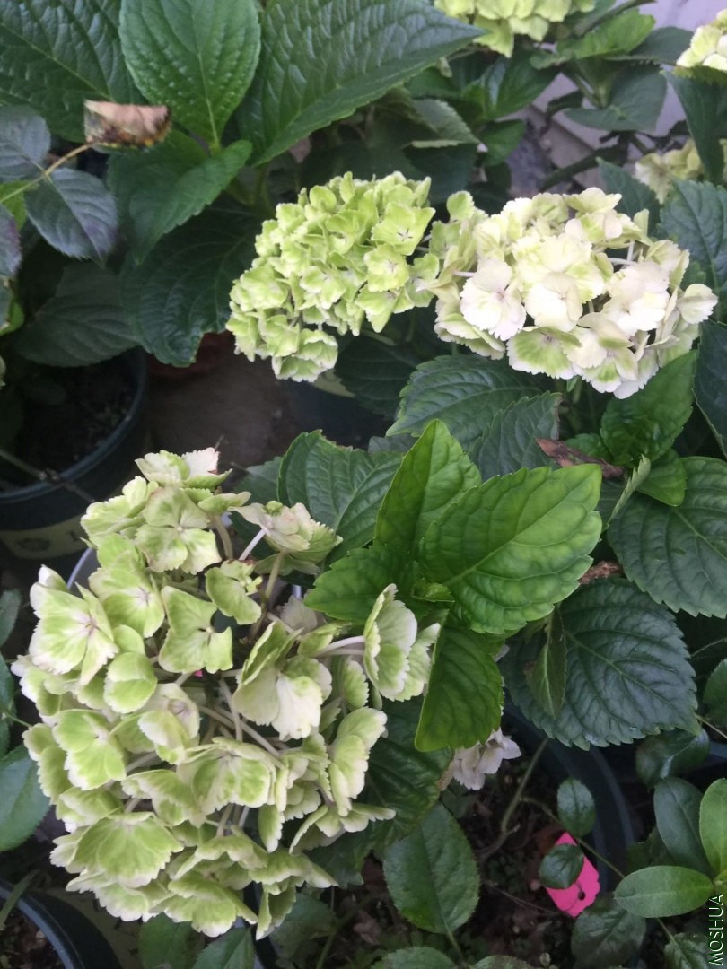 ΢��ͼƬ_20190708114133.jpg