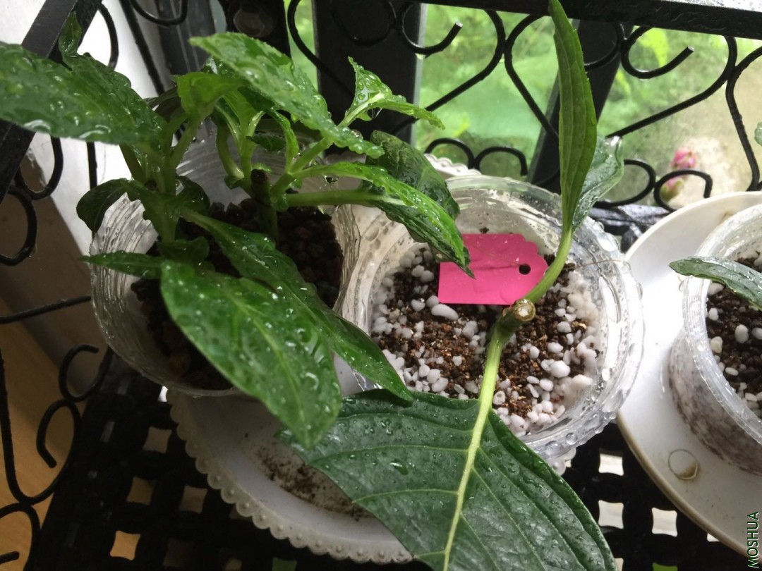 ΢��ͼƬ_20190708113957.jpg