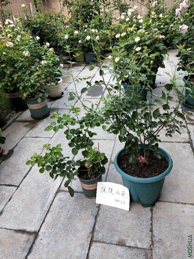 IMG20190709081533.jpg