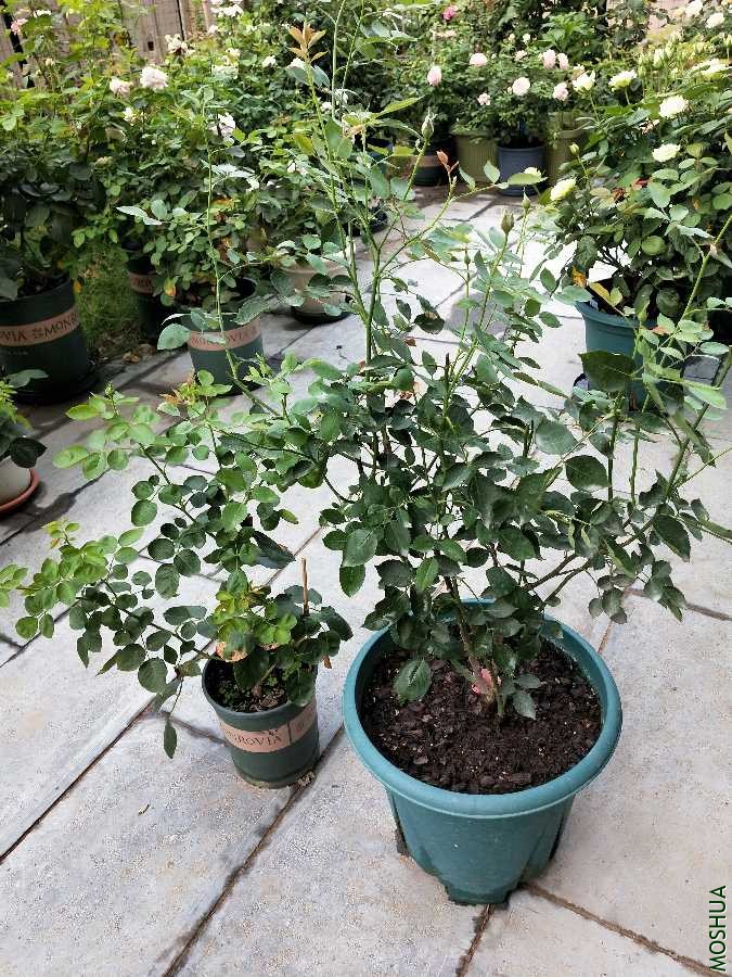 IMG20190709081627.jpg