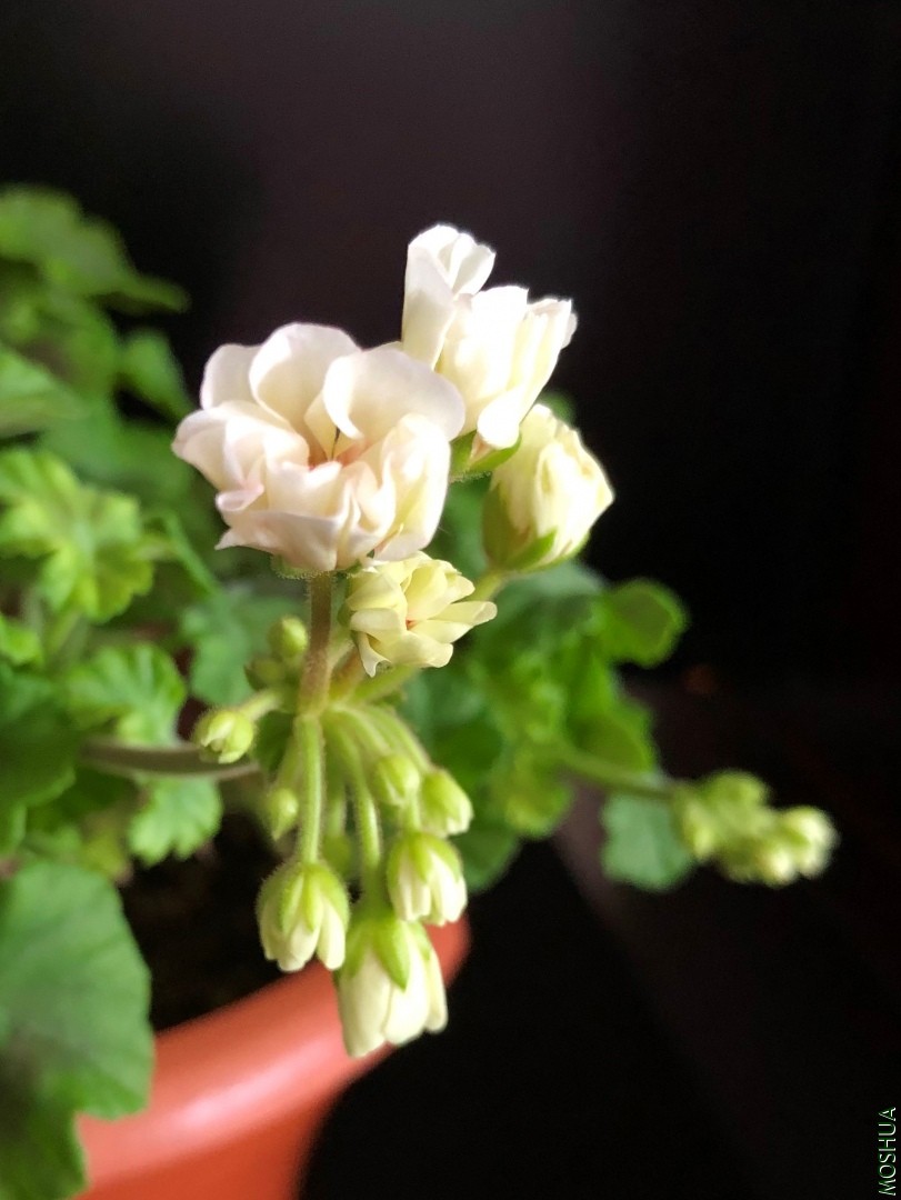 ΢��ͼƬ_20190708133914.jpg