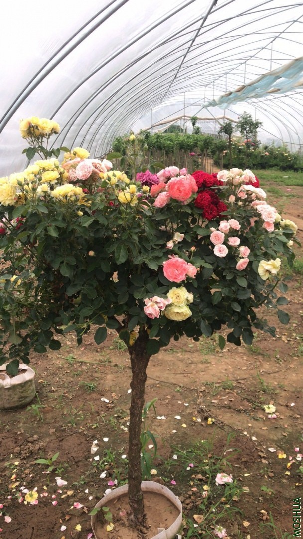 ΢��ͼƬ_20190711094307.jpg