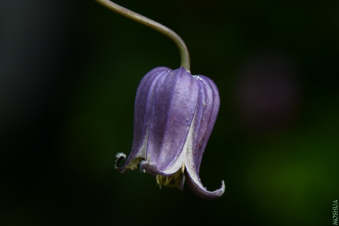DSC_5337.JPG