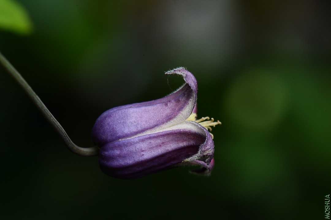DSC_5347.JPG