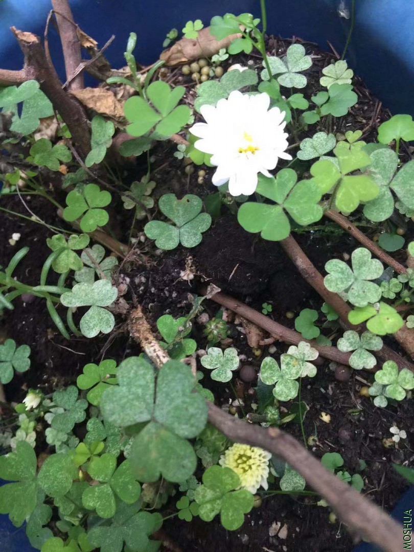 ΢��ͼƬ_20190712102839.jpg