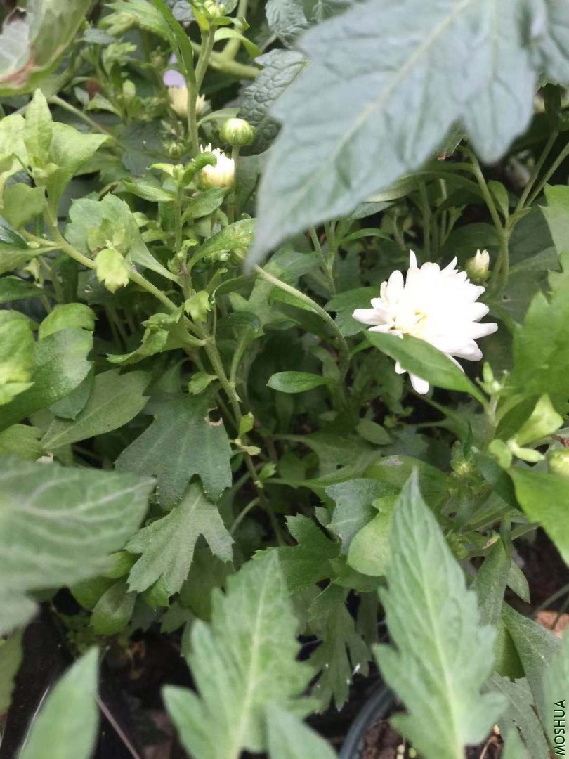 ΢��ͼƬ_20190712102844.jpg