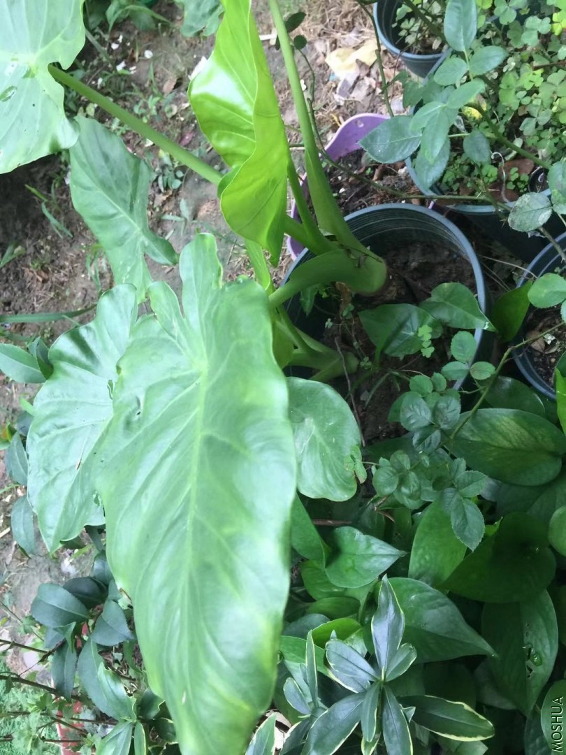 ΢��ͼƬ_20190712102854.jpg