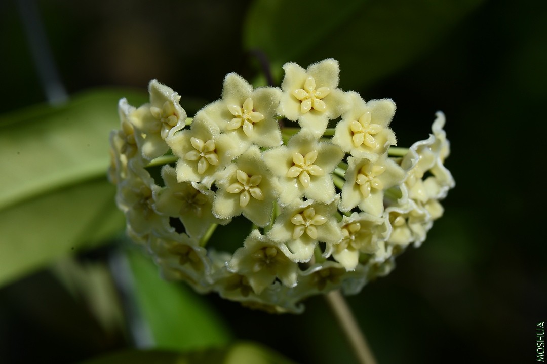 DSC_5217.JPG