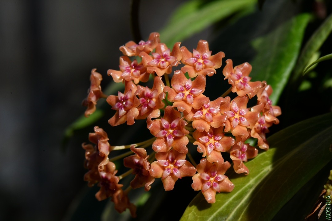 DSC_5517.JPG