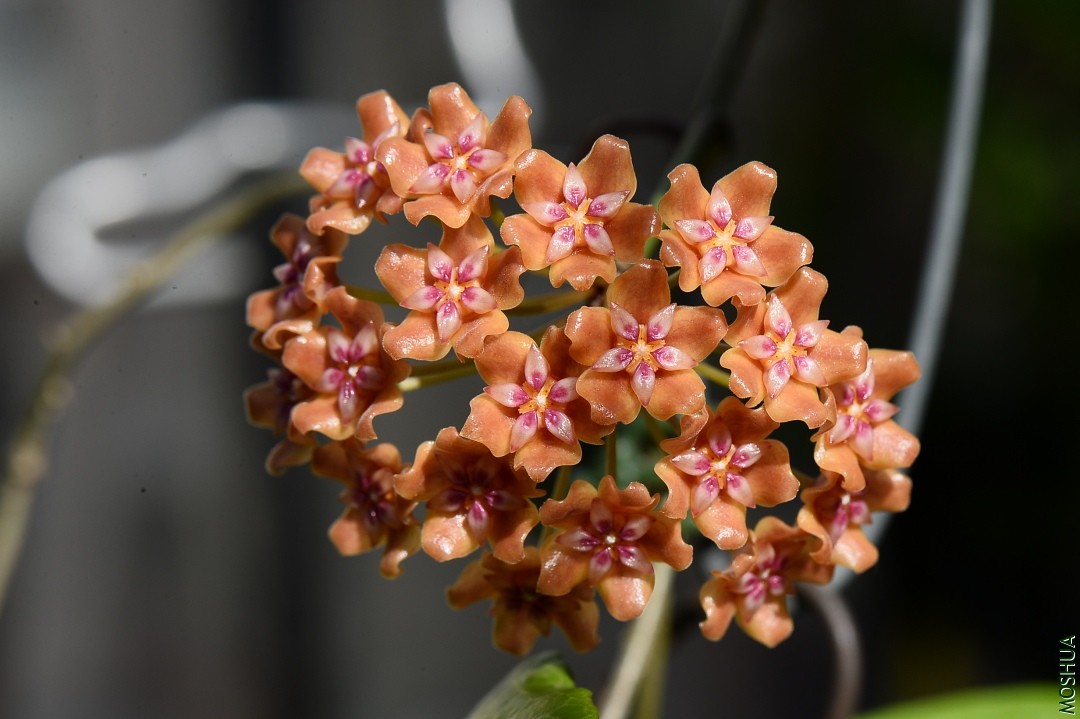 DSC_5524--.JPG