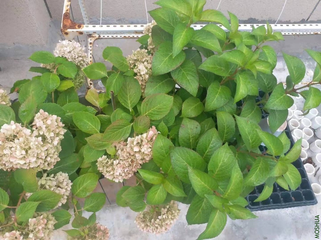 ΢��ͼƬ_20190713170919.jpg