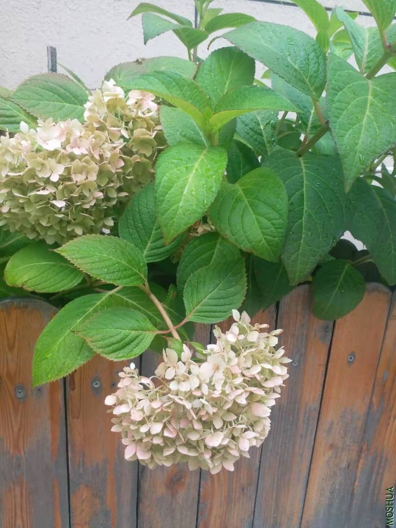 ΢��ͼƬ_20190713170922.jpg