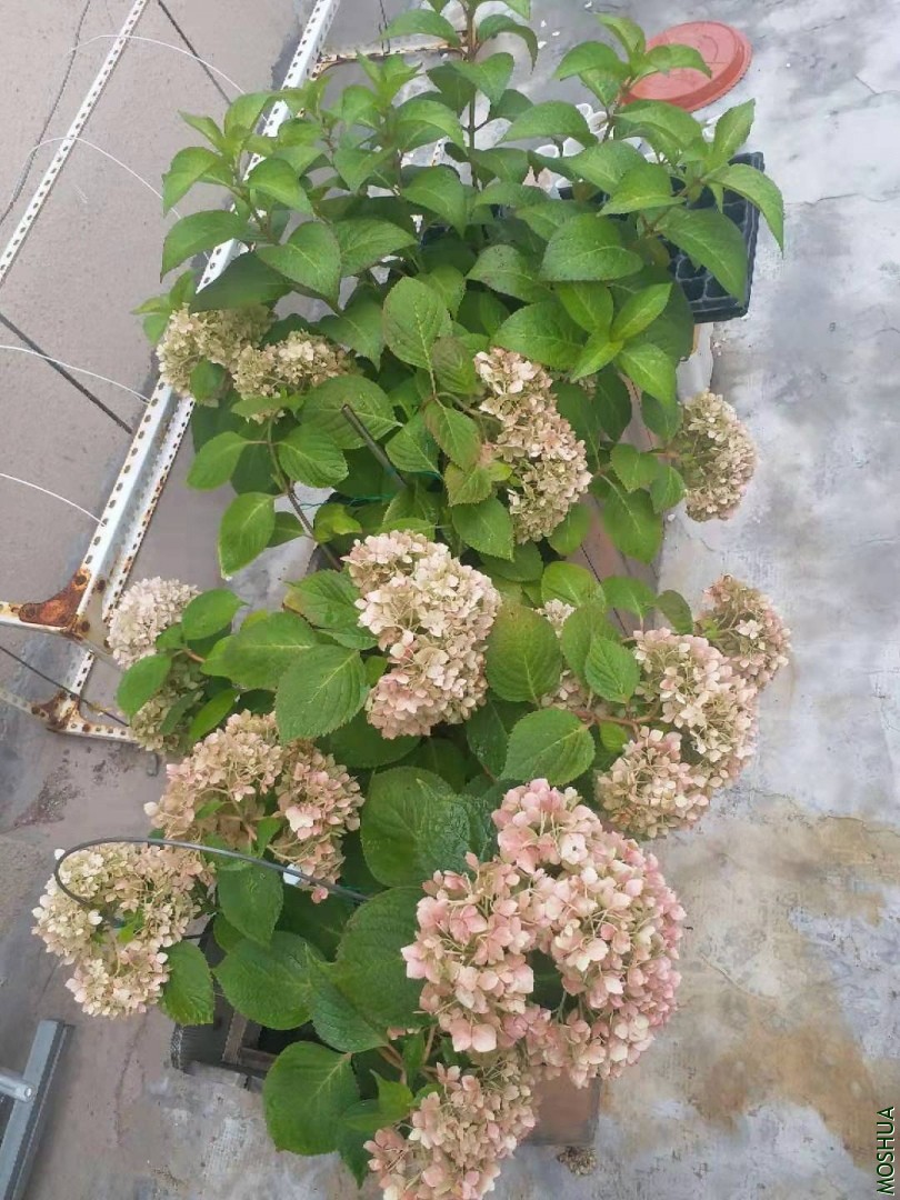 ΢��ͼƬ_20190713170925.jpg