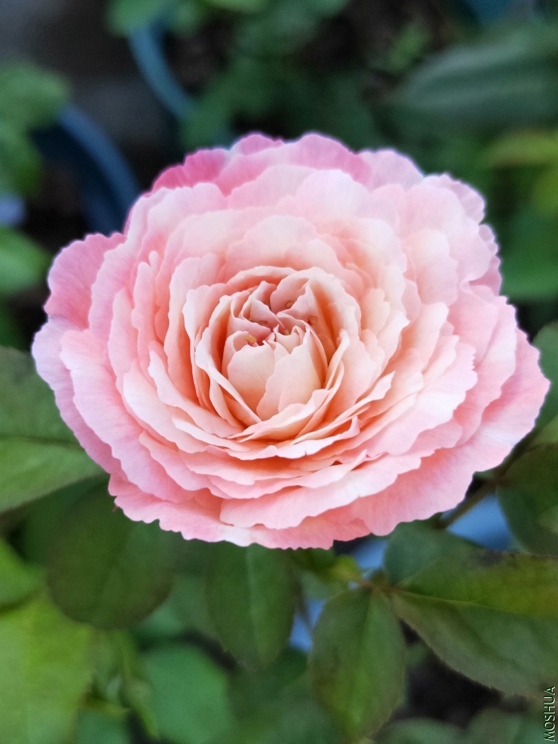 IMG20190705083028.jpg
