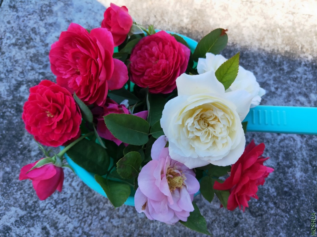 IMG20190628090205.jpg