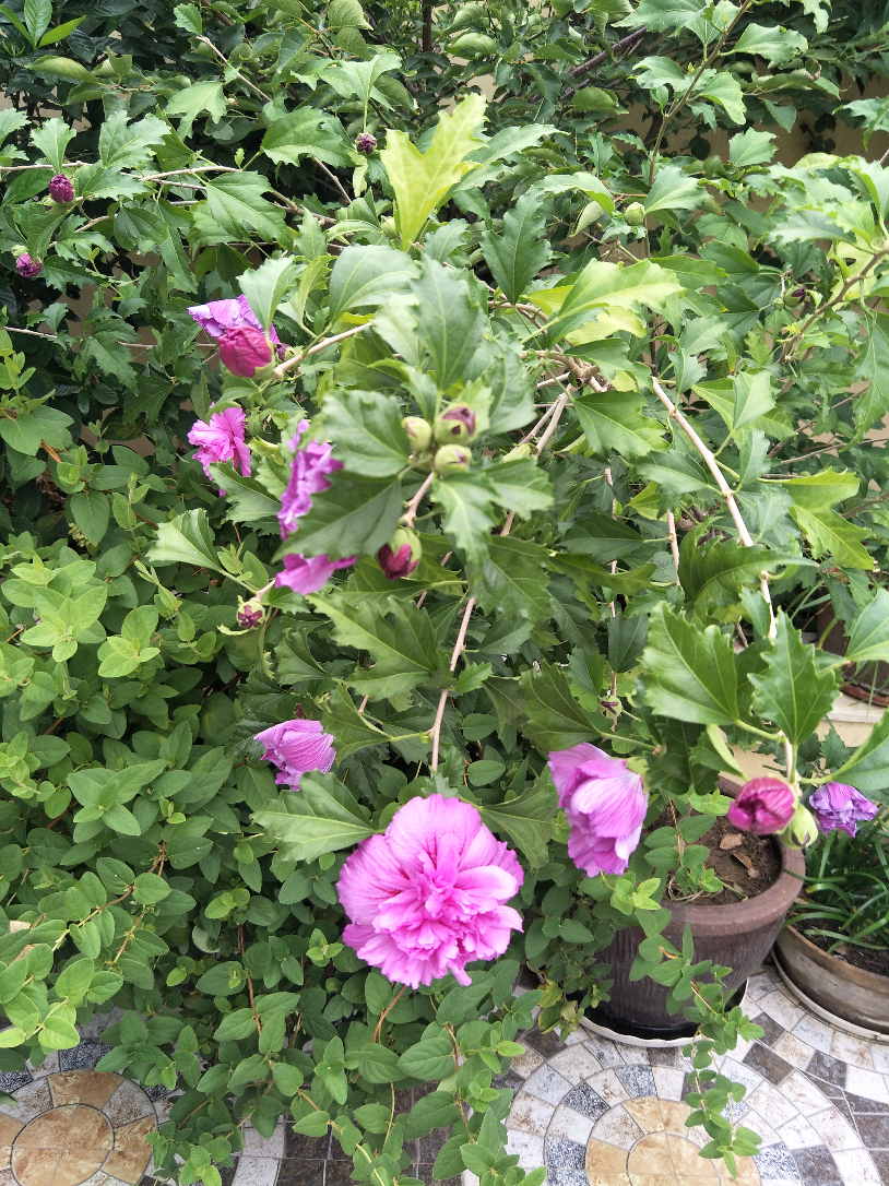 IMG20190717073907.jpg