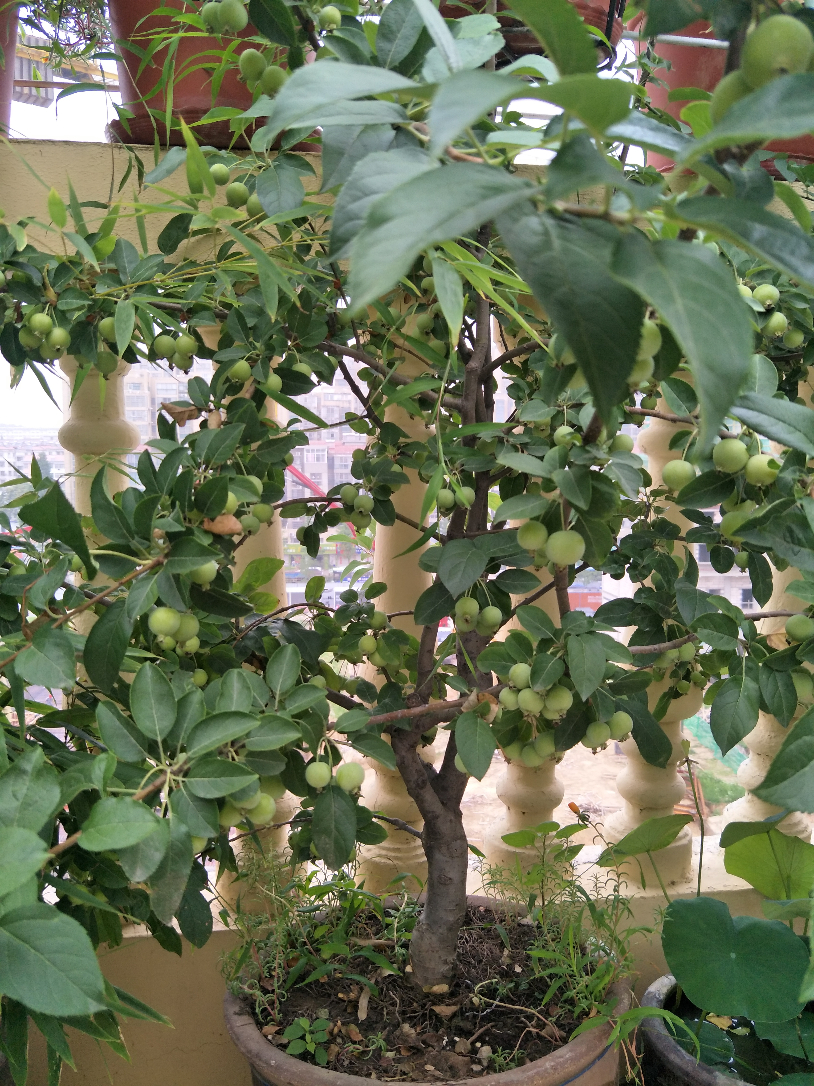 IMG20190717073914.jpg