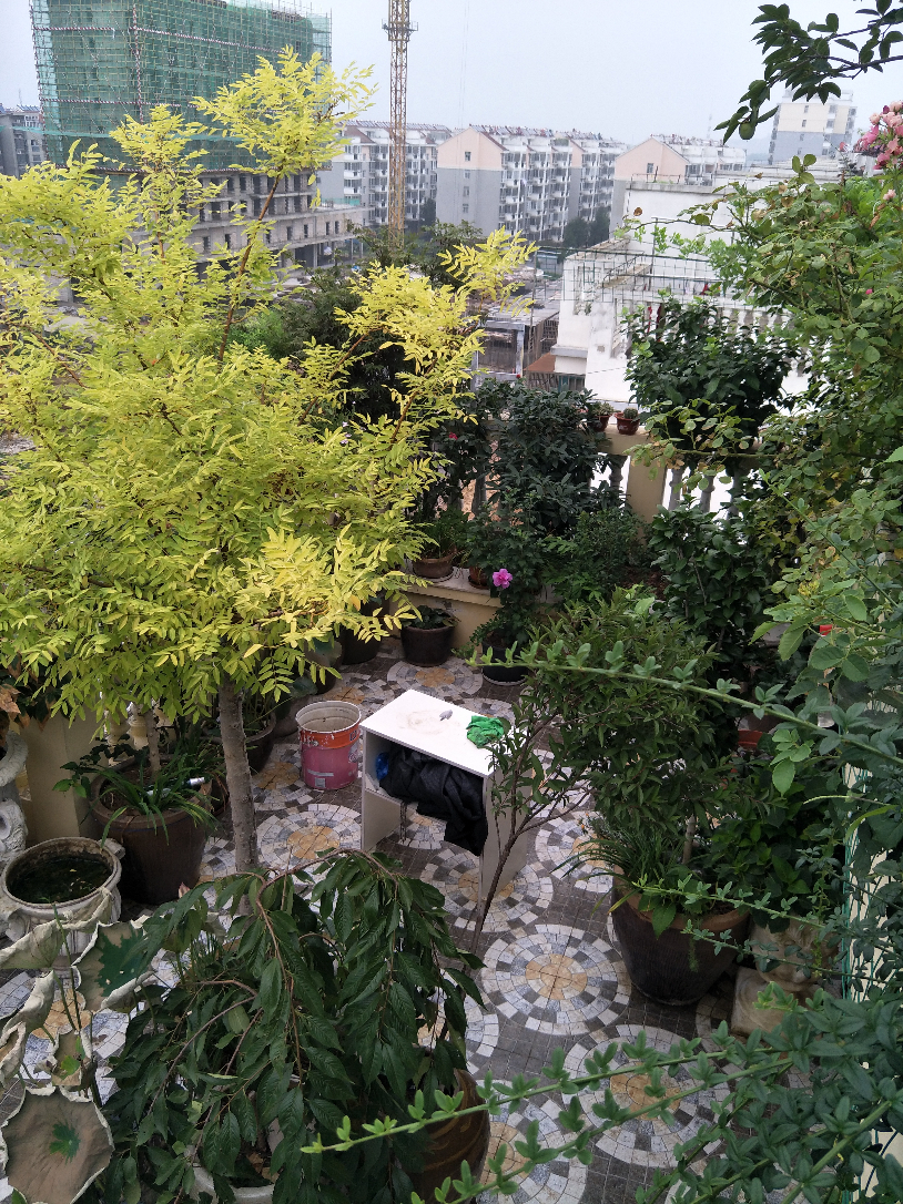 IMG20190717073853.jpg