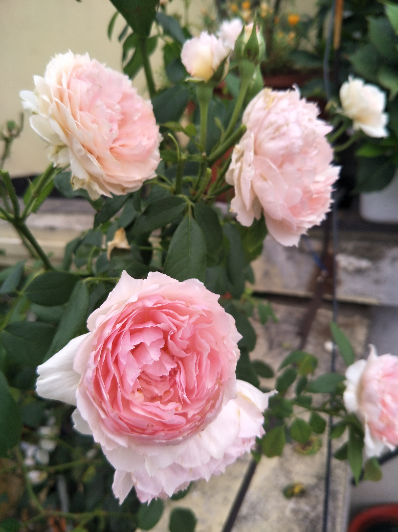 IMG20190717073814.jpg