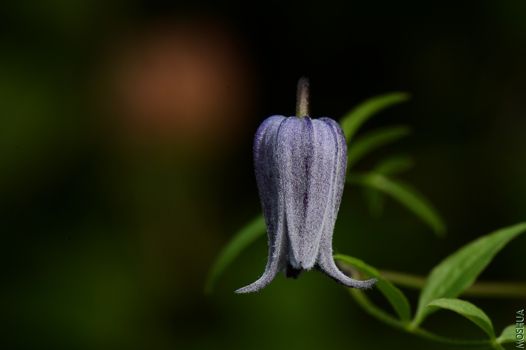 DSC_6073.JPG