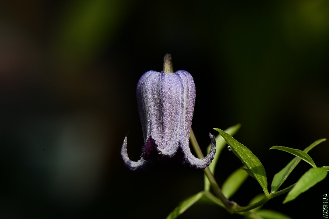 DSC_6200.JPG