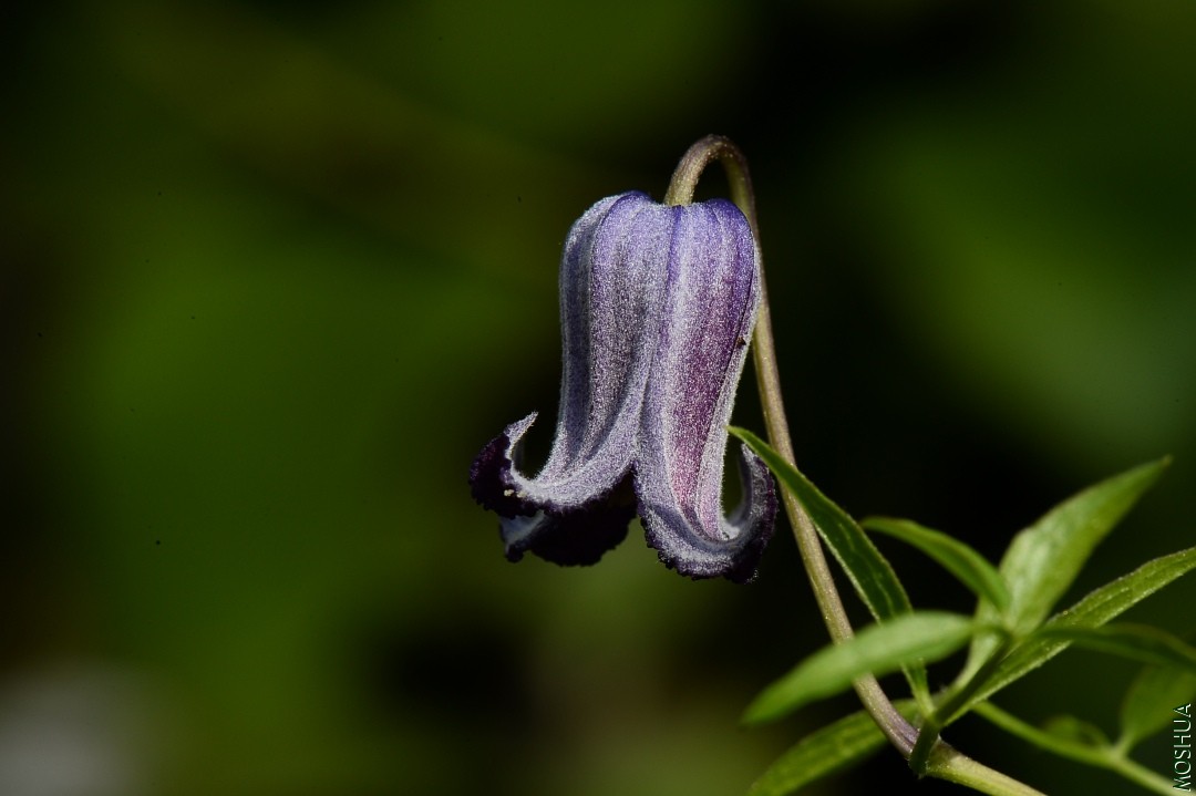 DSC_6210.JPG