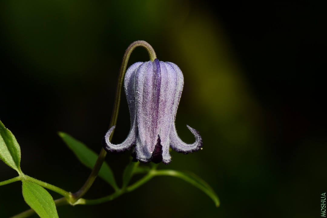 DSC_6215.JPG