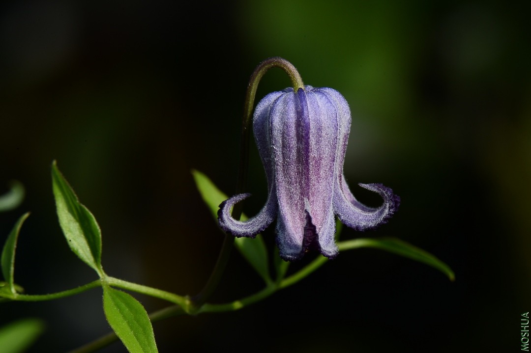 DSC_6292.JPG
